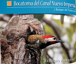 Bosque de Protección. Forest Protection. "Bocatoma del Canal Nuevo Imperial