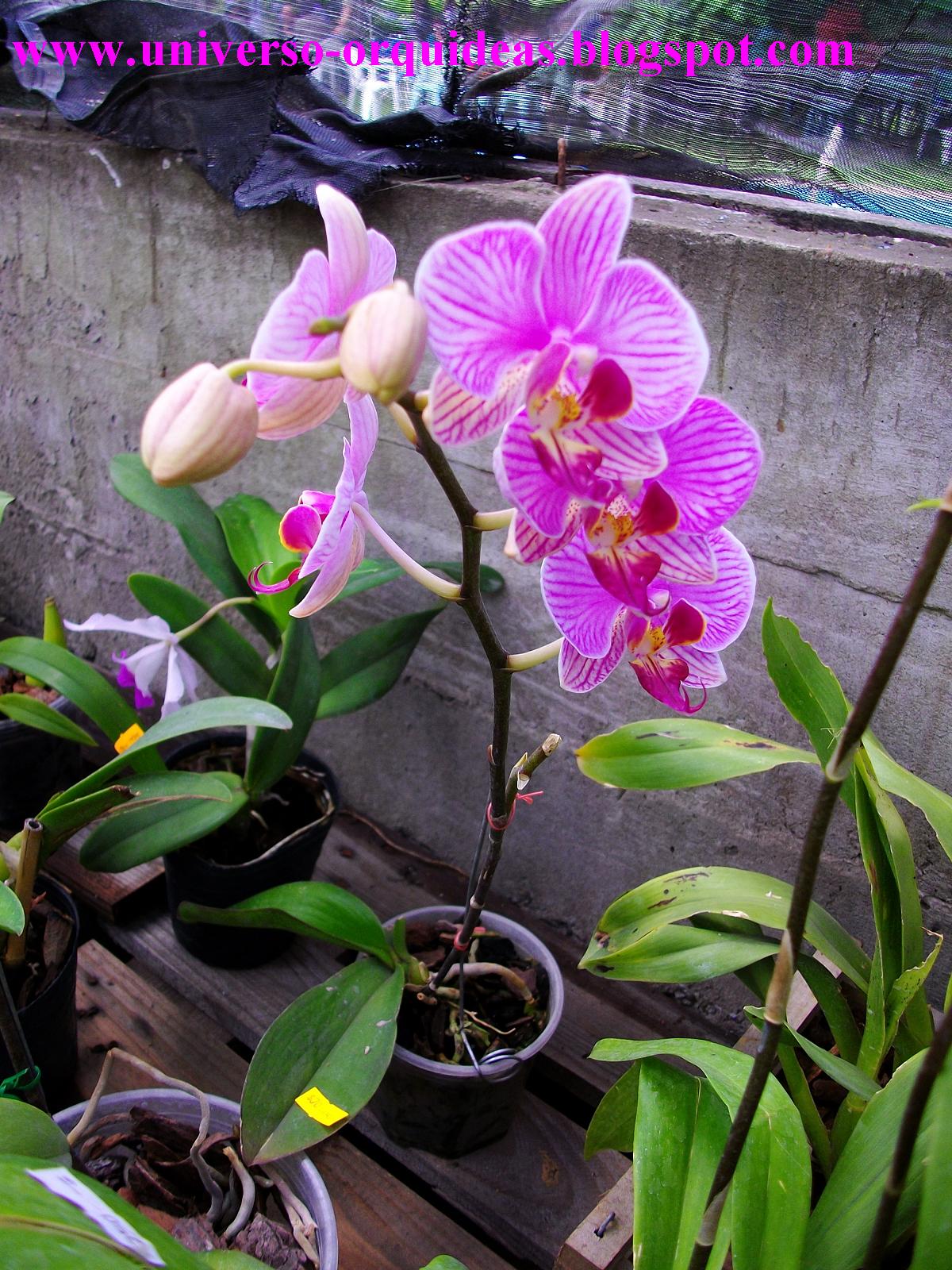 Universo Orquídeas: Fotos de Orquídeas