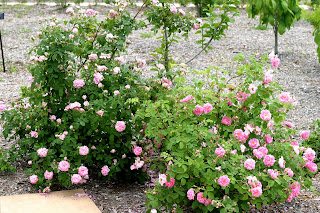 Powell Gardens' Blog: May 2010
