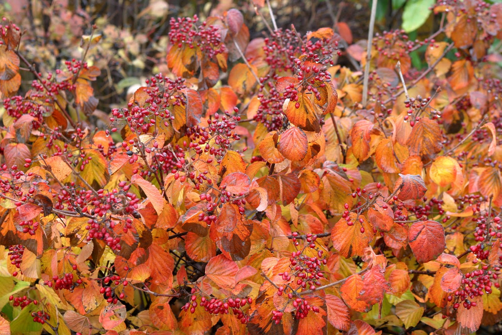 Powell Gardens' Blog Autumn's Crescendo