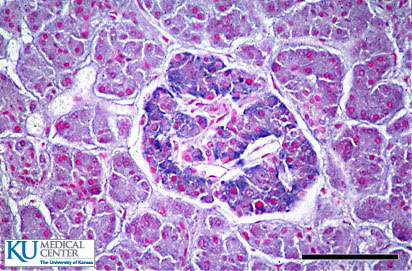 anatomyforme: Endocrine Histology Pancreas, Thymus and Pineal Body