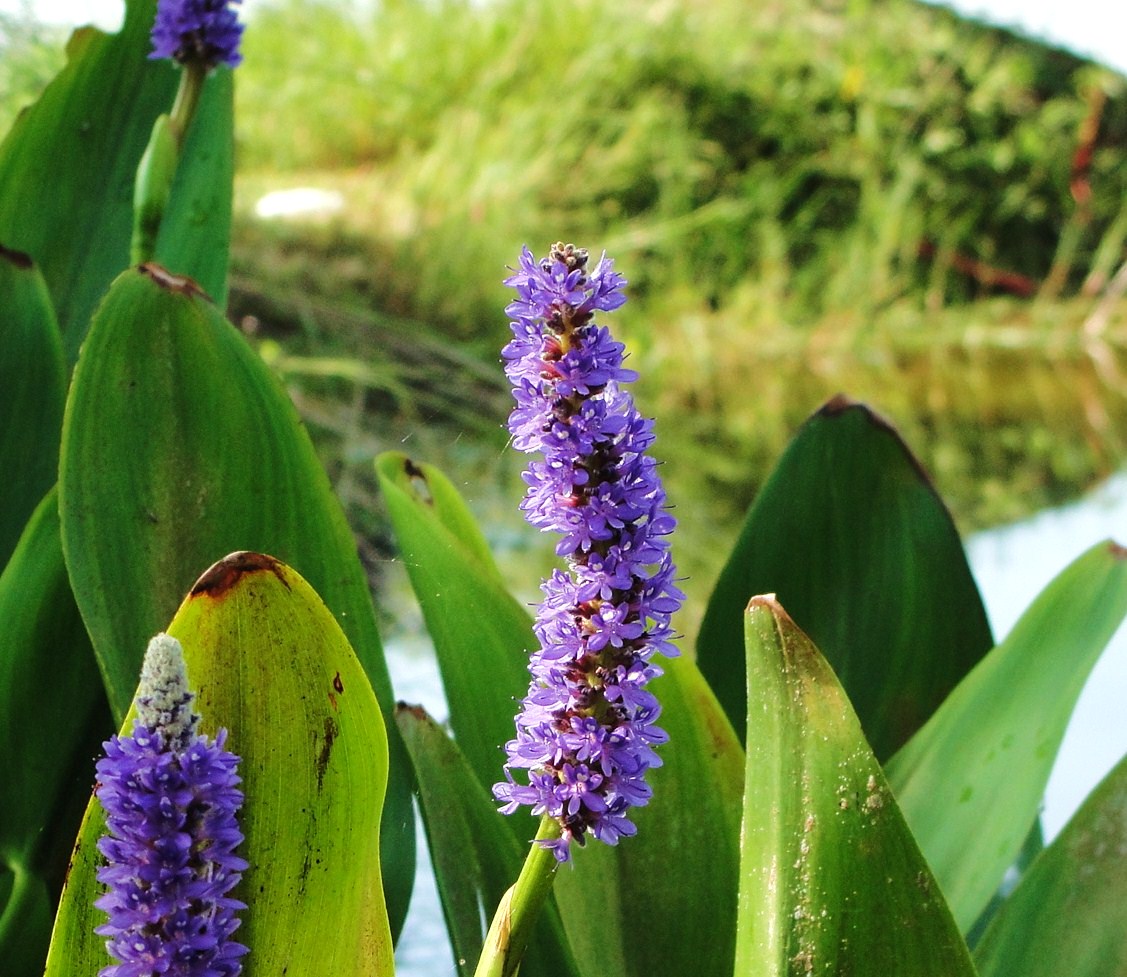 pickerel weed