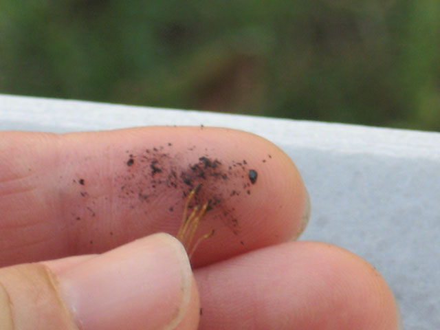 günün ardından Kıl oldum abi!