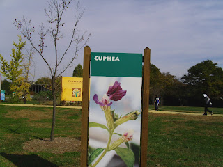 cuphea plant sign
