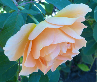 another orange tinged rose