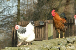 chicken chickens problem houses pioneer feathers magbook scientist solves macrocosm termite mac egg philippine science