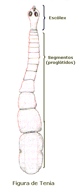 partes de una tenia