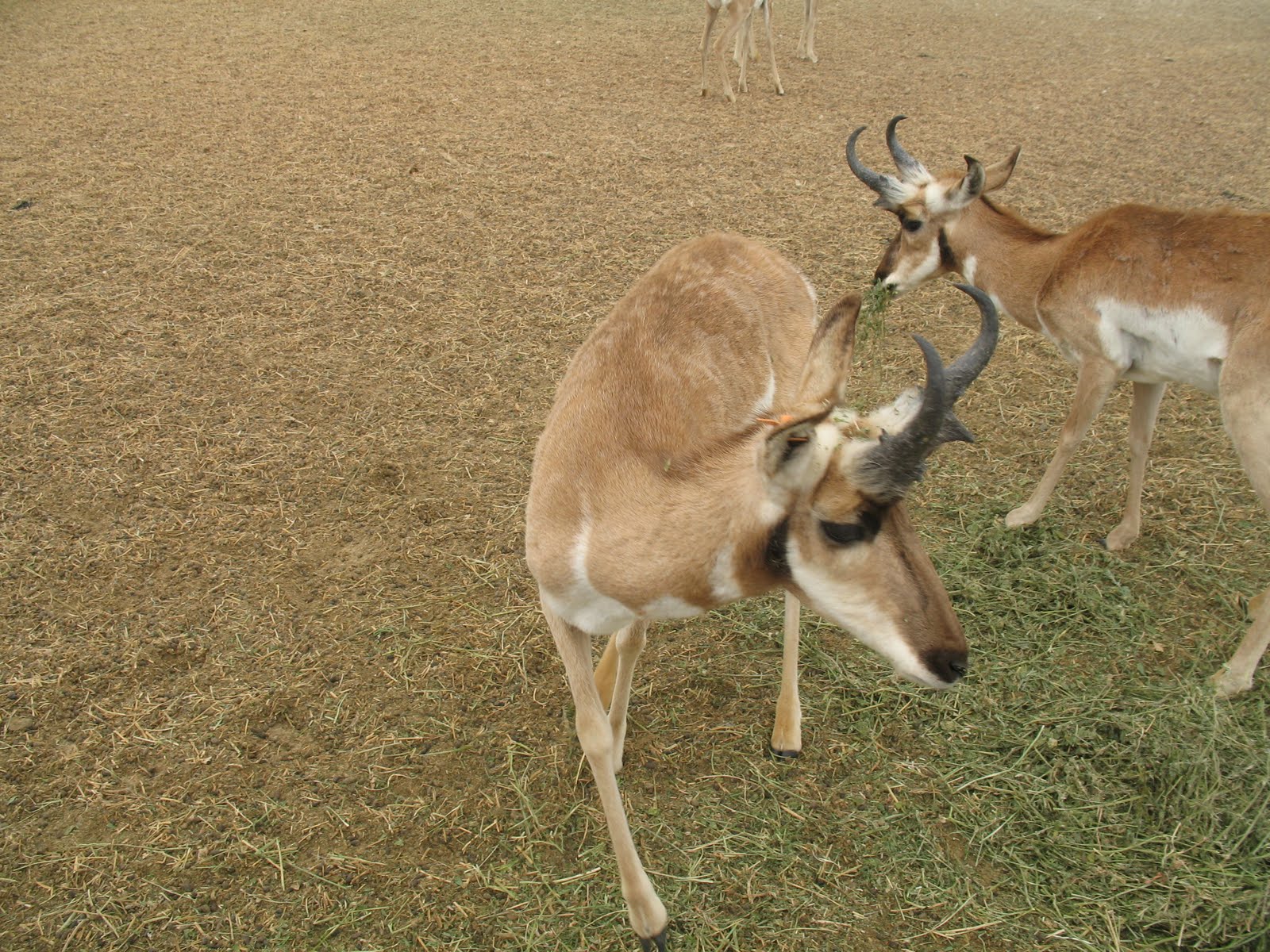 ECOTURISMO EL PICHEL ( ECOTURISMO EN BAJA CALIFORNIA SUR ) MEXICO EL
