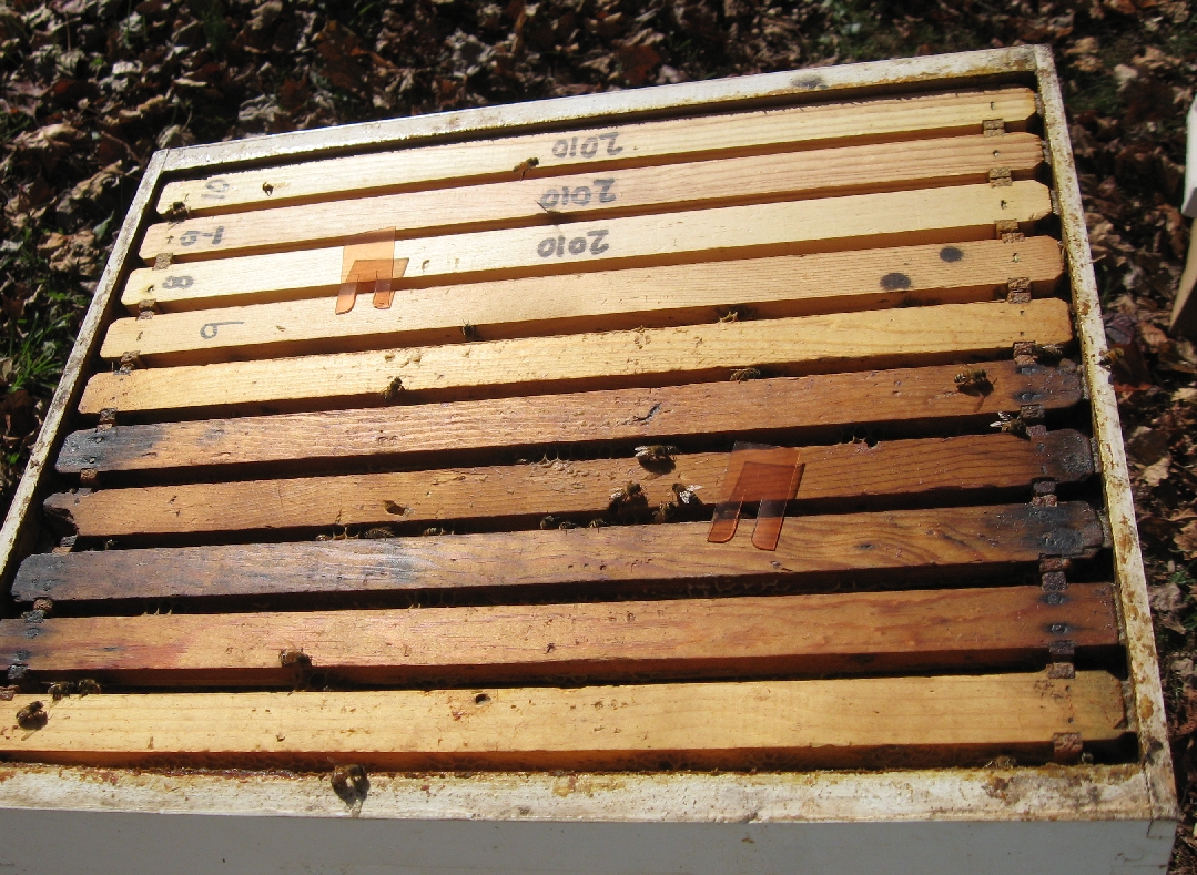 Beaver Creek Bees: Apistan