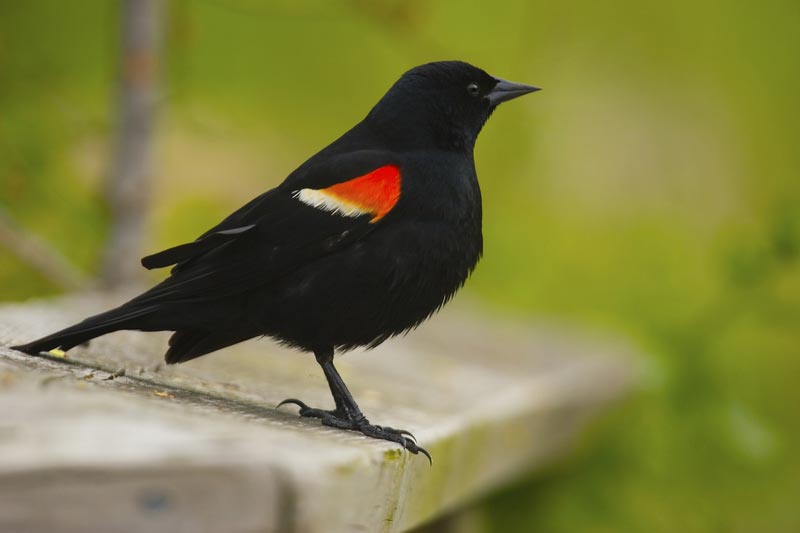 Black Bird With Orange Spots On Wings 5