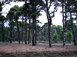 Bosques de La Hoya del Morcillo