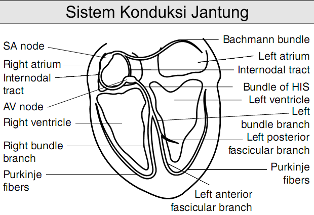 Sistem Konduksi Jantung