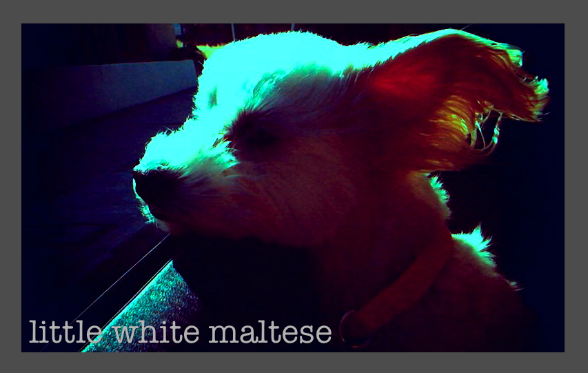 The Little White Maltese Dog That Blogs