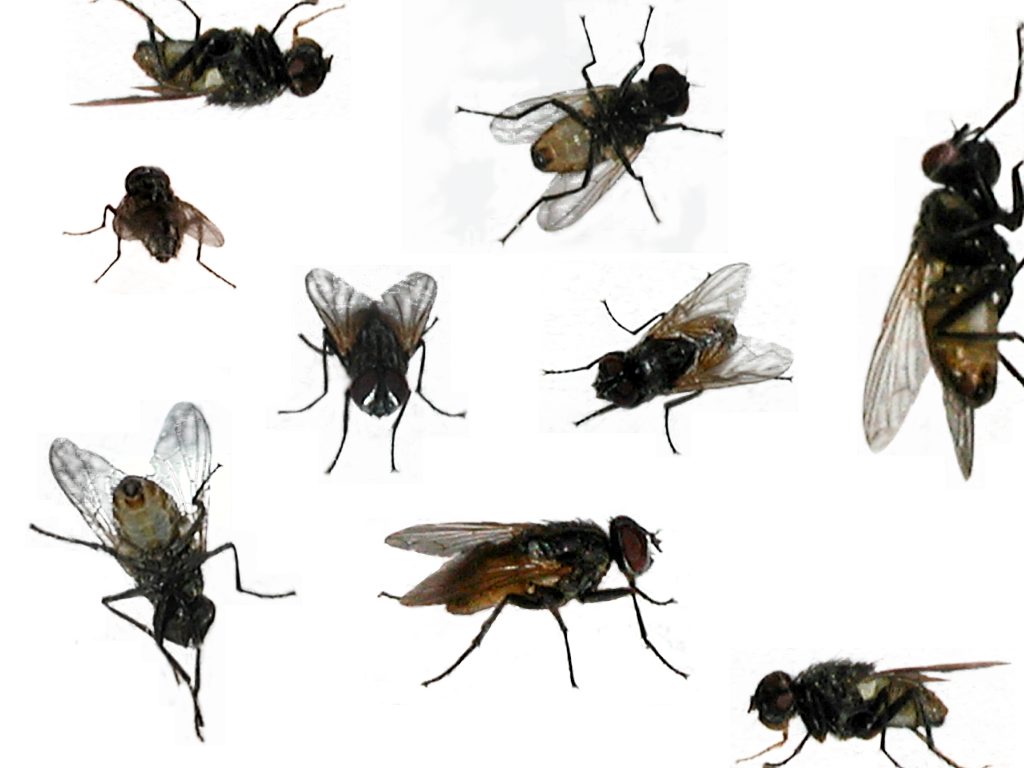 Will Flies Lay Eggs In My Dog'S Poop?  Expert Answers Inside! - 6czl20c