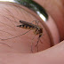Los mejores consejos para mantener alejados a los mosquitos este verano