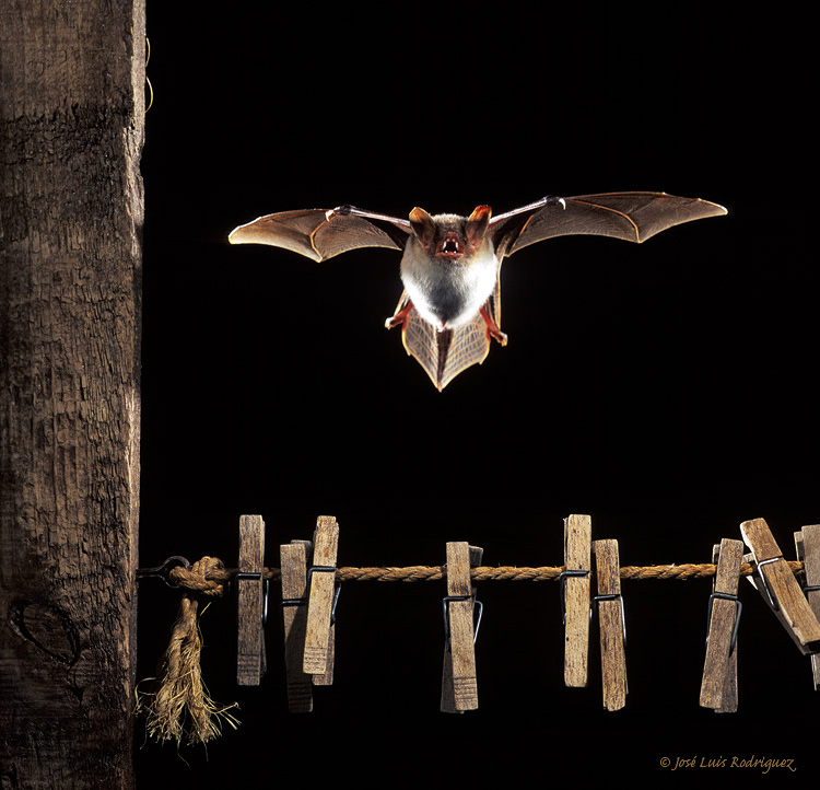 Curiosidades y fotos de animales: Murciélago
