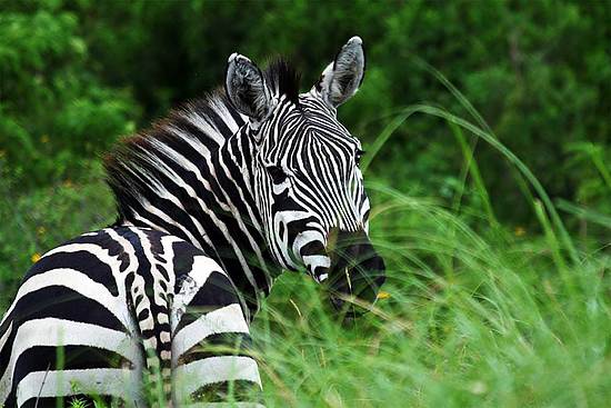 Curiosidades y fotos de animales: Zebra