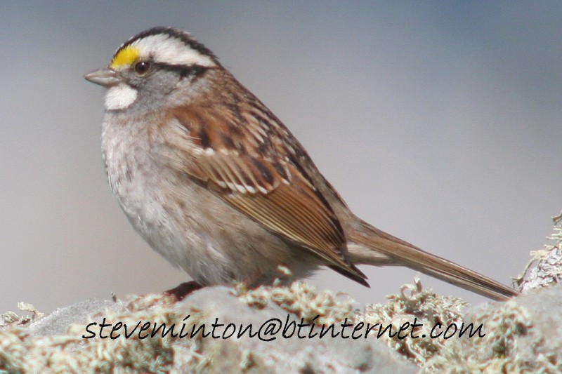 [white+throated+sparrow+sumb+fm+13-5-06.jpg]