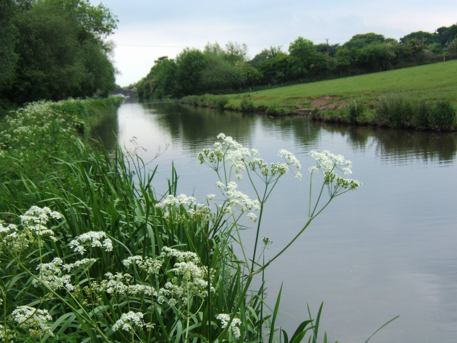 Little Sealed Packages Cow parsley