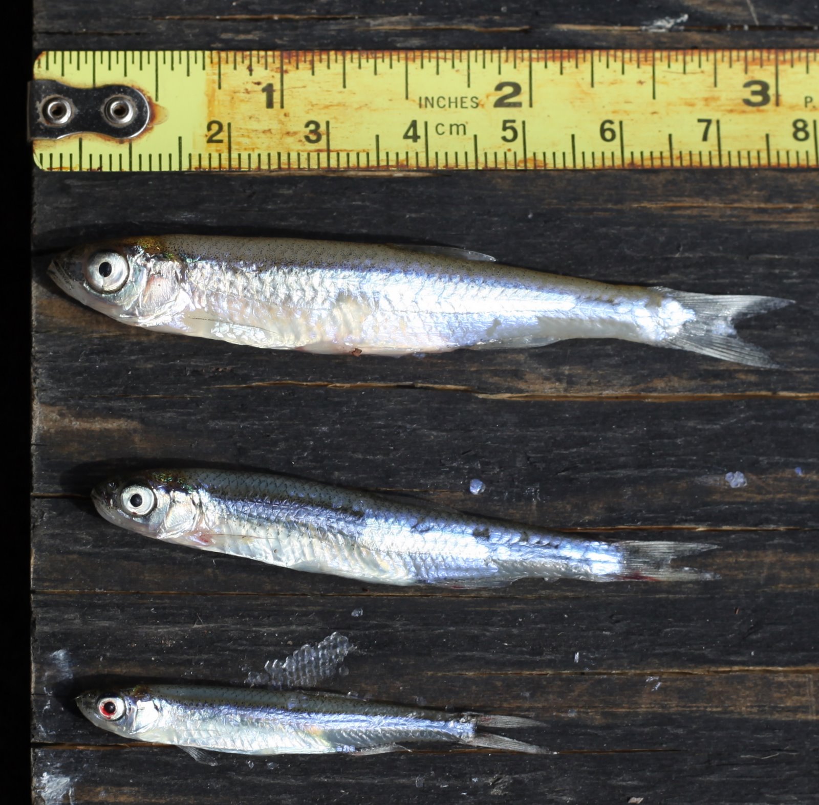 Exeter Lane Diaries Crappie Minnows