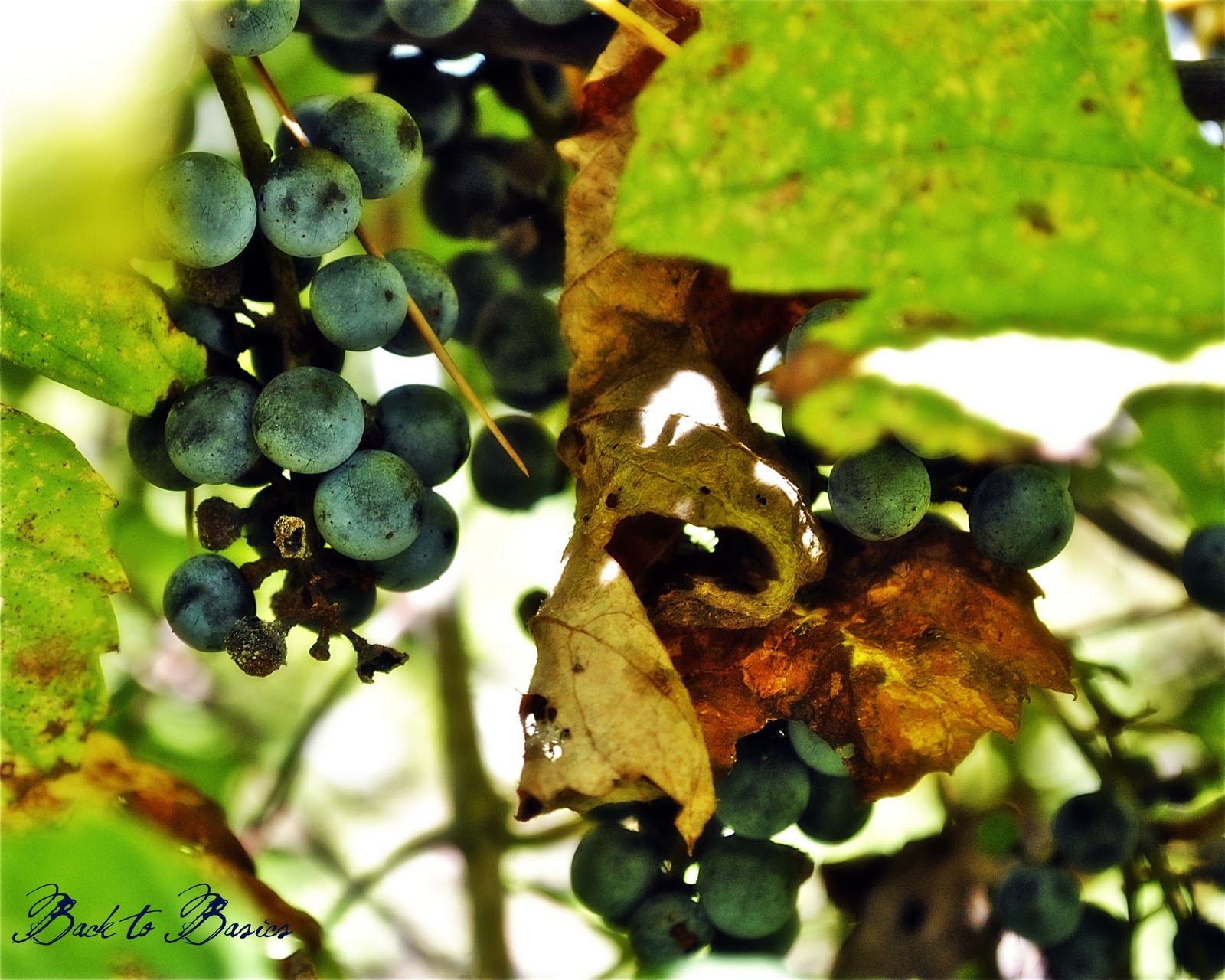 Back to Basics Fox Grapes