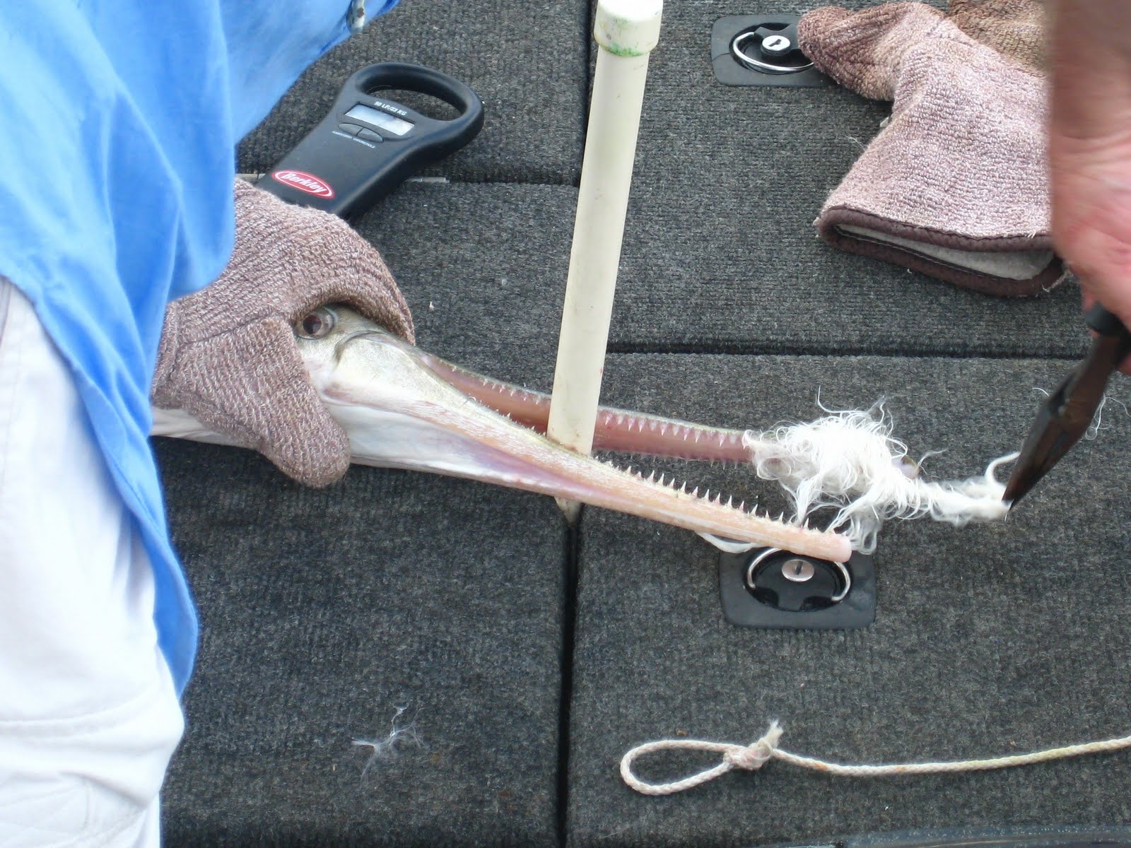 West Point Lake Gar Grabbers First Big Longnose Gar Of The 2010 Season