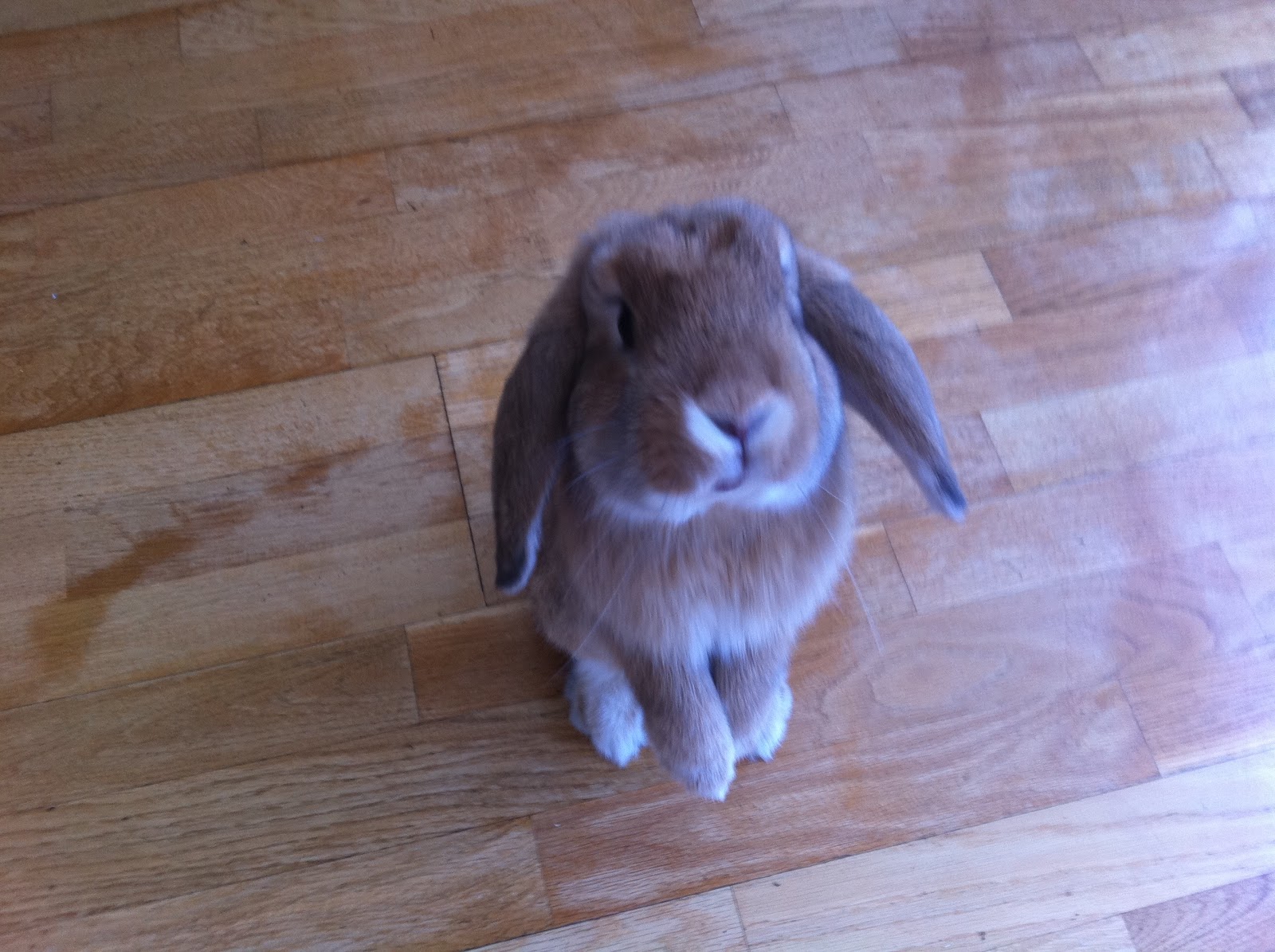 Rainbow Rabbit Hole: Peanut