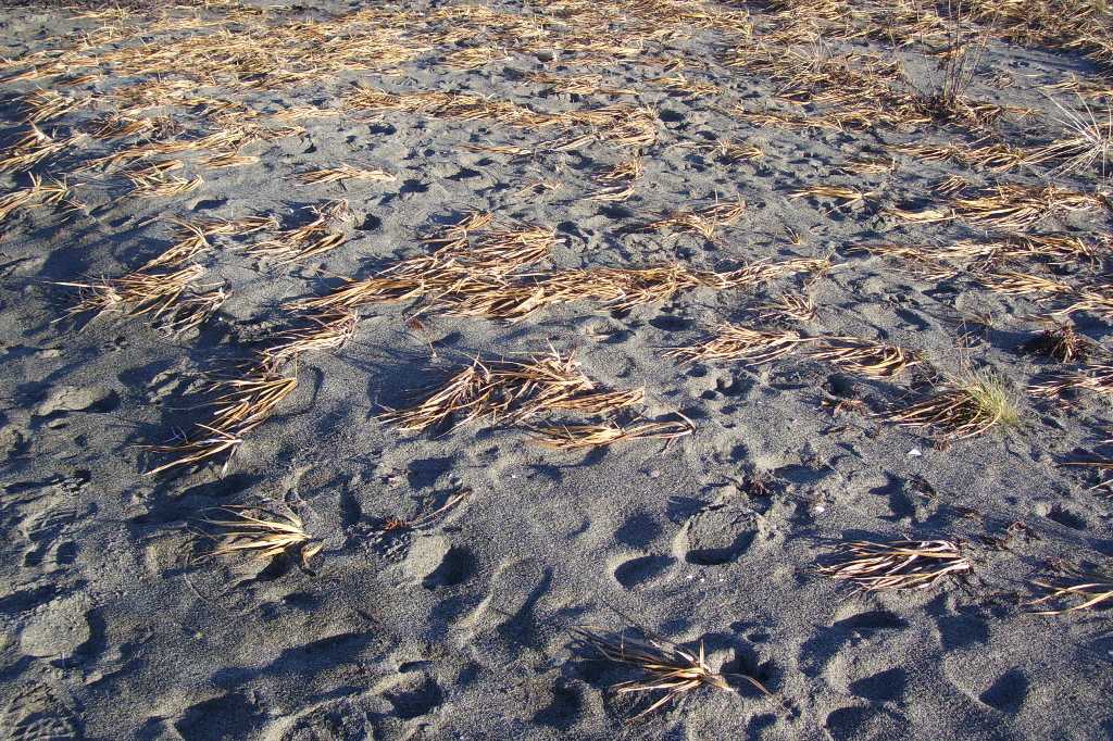 [sand+dunes+2b.jpg]
