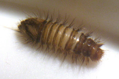 carpet beetle larva