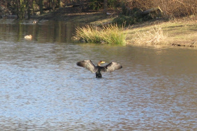 cormorant