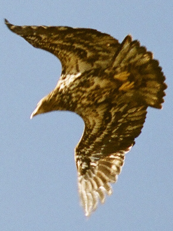 [crop+flying+eagle.jpg]