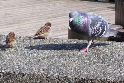 pigeon and sparrows