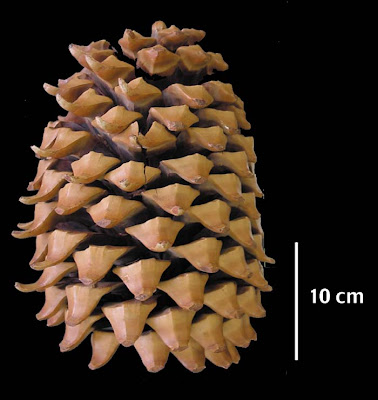 big cone pine