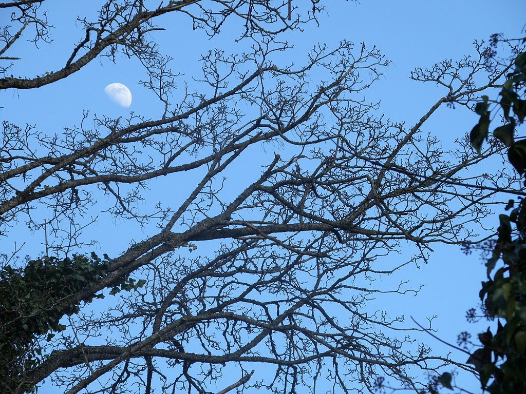 [Moon+and+branches.JPG]