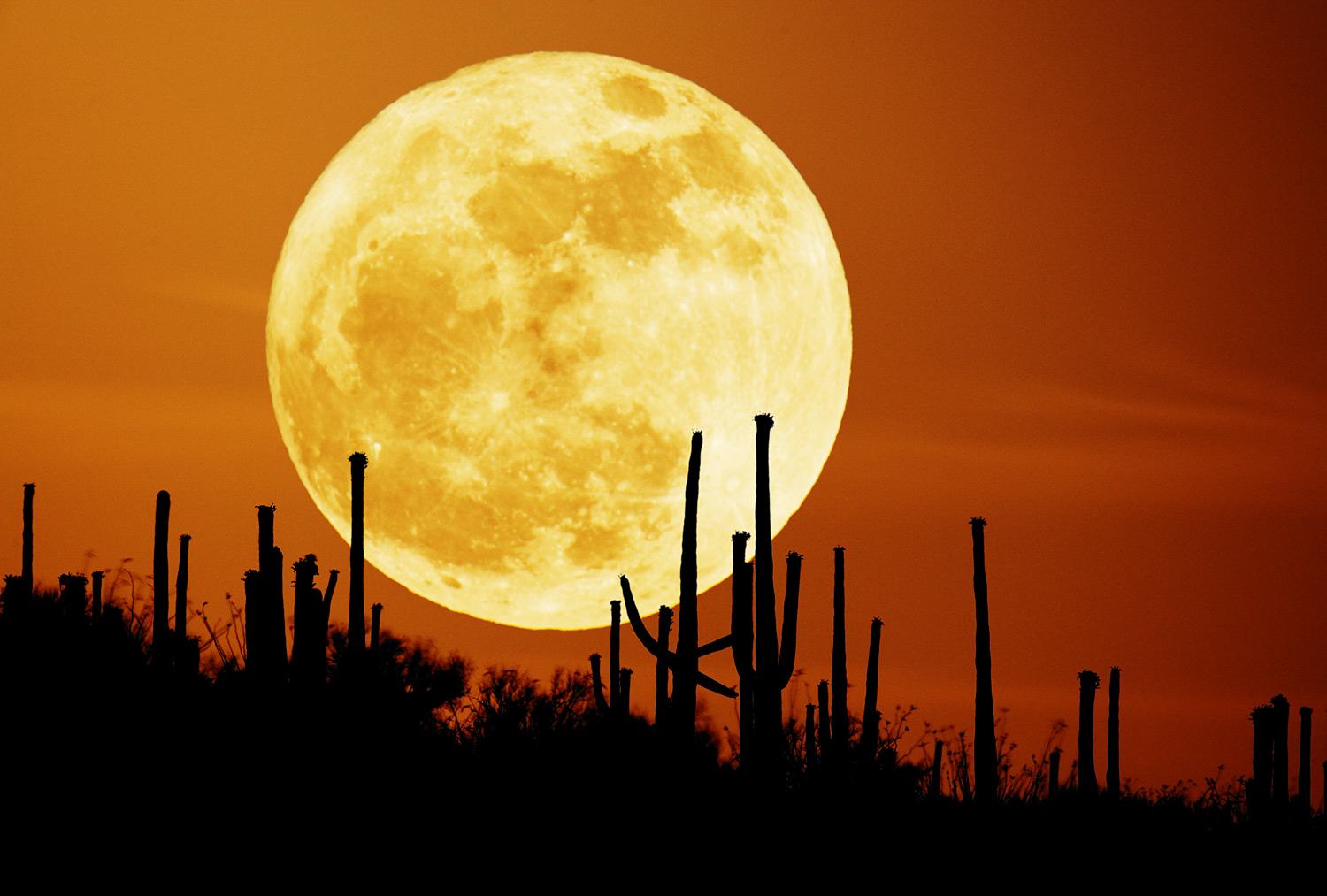 [Saguaro+Moon.jpg]