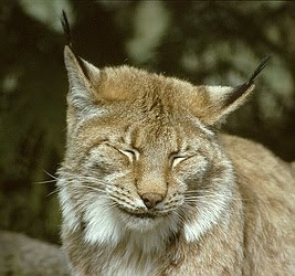25 EKİM 2020 CUMHURİYET PAZAR BULMACASI SAYI : 1804 Lynx_lynx