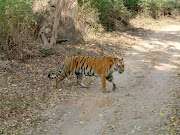 Tiger, Jaldapara