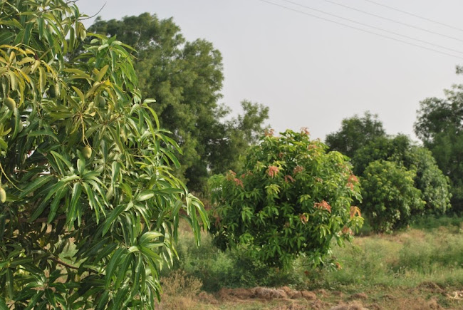 Mango Grove (5)
