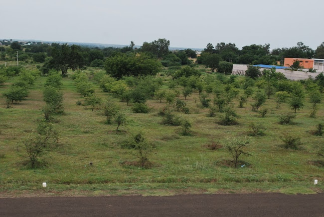 Sainik School Bijapur -tamarind Plantation