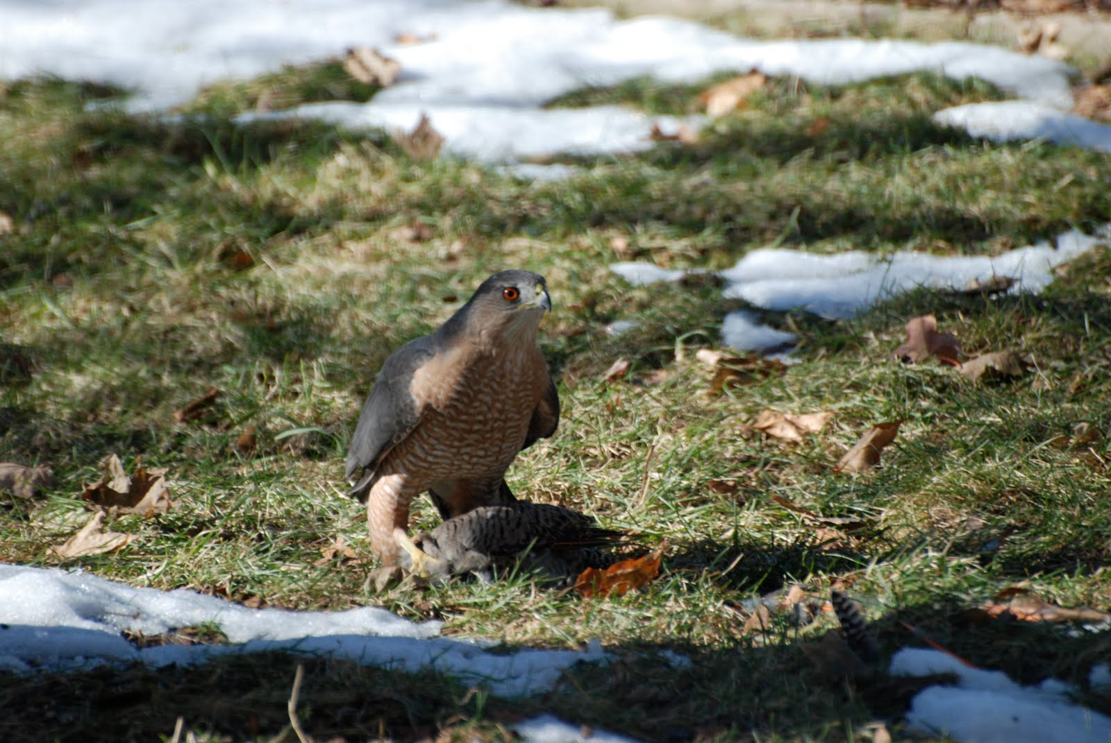 JeffCo Gardener: Building a Backyard Bird Habitat