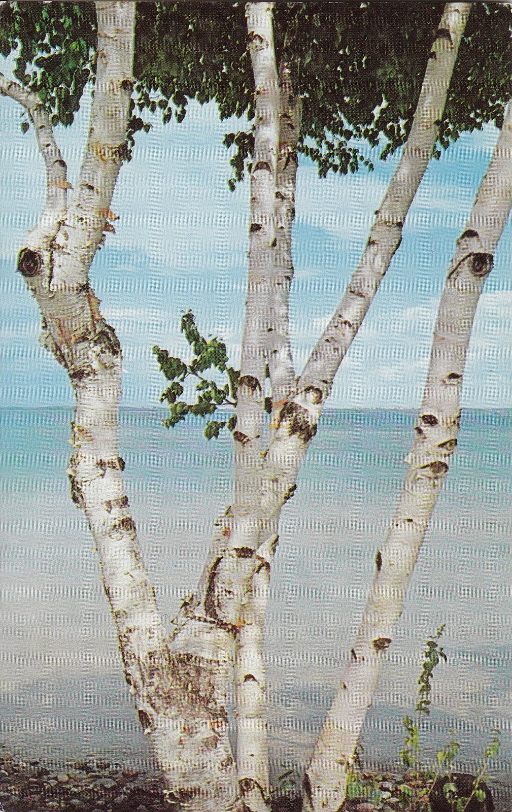 Little Red Mail Box: white birch tree