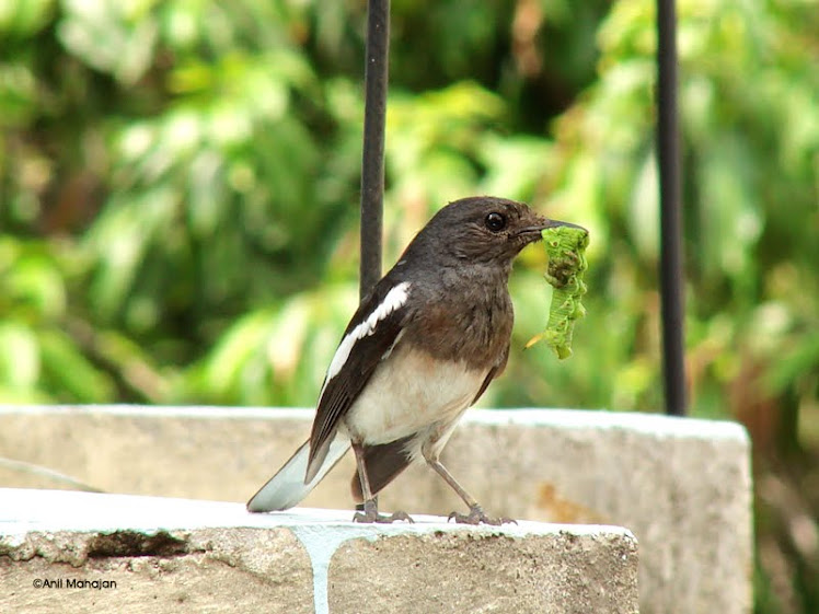 Magpie-Robin(f)+brings+prey+for+the+young.jpg