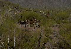 Wild Burros at Hickiwan