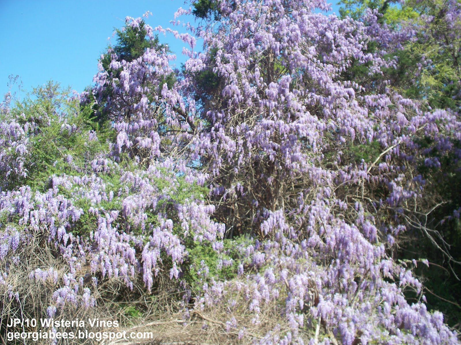 FLOWERING VINES IN GA, FLOWERING IN GA VINES, flowering vines