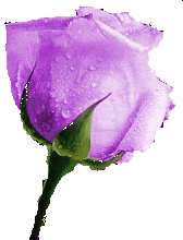 Lavender Rose