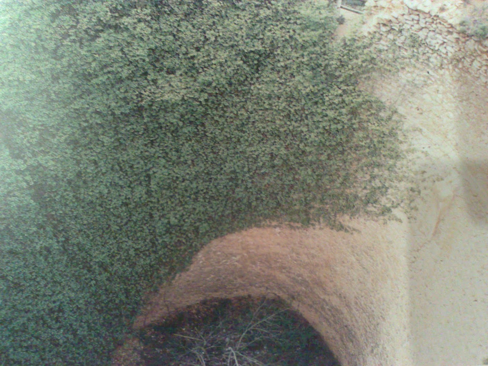 Ibi Blog: Pozos de nieve (1): Pou del Simarro