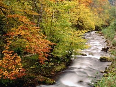 [1215705477_beech-trees-along-the-saliencia-river.jpg]