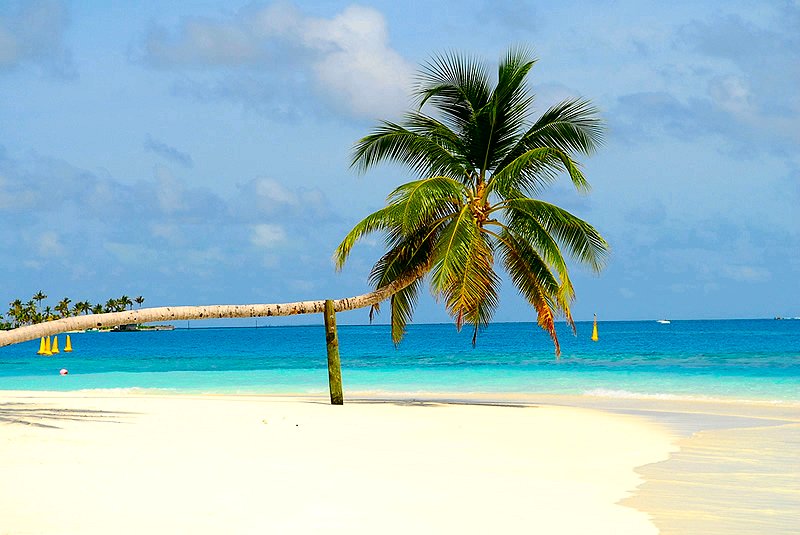 [Maldives_Palm_tree.jpg]