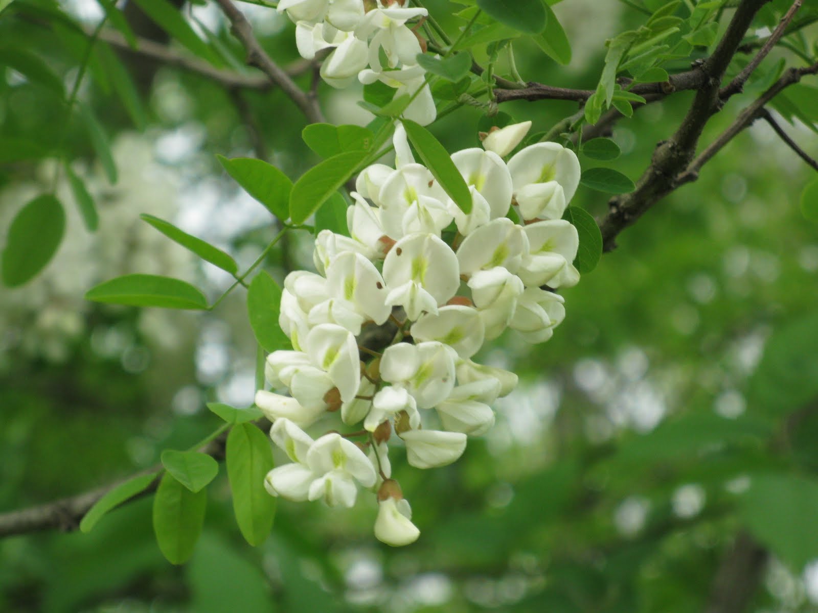 Wildflowers in West Virginia Honey Locust Tree Blossoms; Red Clover