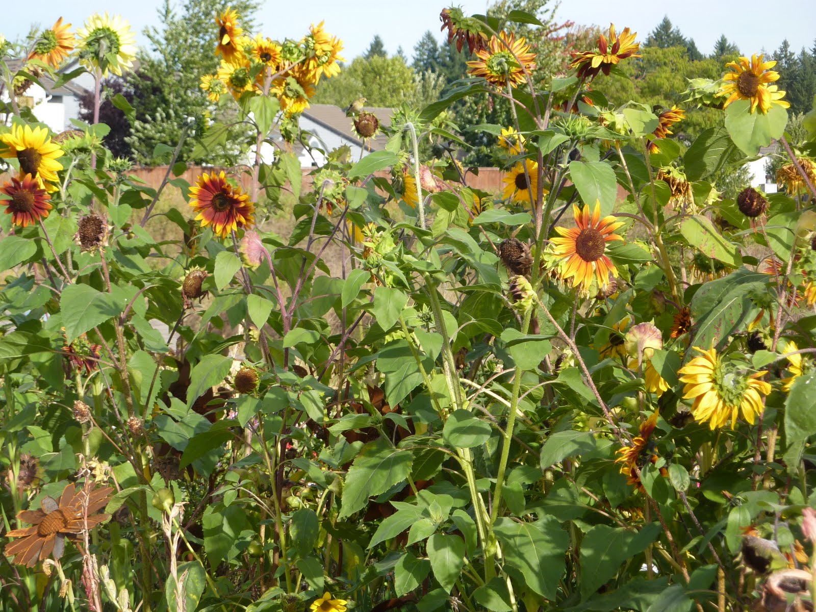 Waldorf Kennels Ridgefield, Washington Garden Gift Shop